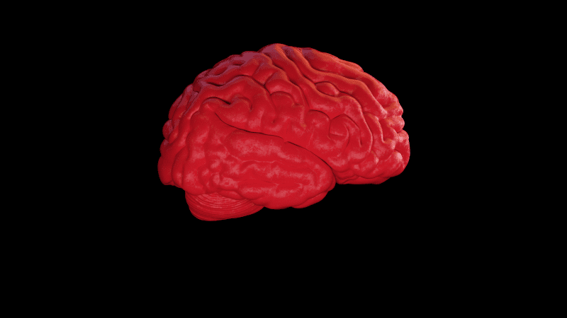 Brain - Neuroplasticity